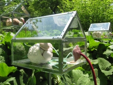 Petra Groen Sculpture/ installations greenhouses (glass and aluminum) 'organs'  inside of mixed materials