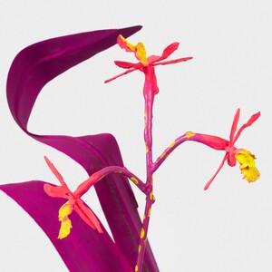 PHAAN HOWNG The Future of Orchids (sculptures), 2024 