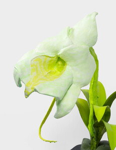 PHAAN HOWNG The Future of Orchids (sculptures), 2024 