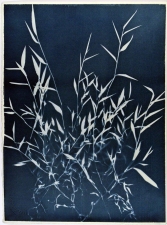 Ramsay Barnes Invasive / Poison : Maryland Invasive and Poisonous plant series Cyanotype on handmade paper
