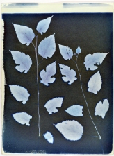 Ramsay Barnes Invasive / Poison : Maryland Invasive and Poisonous plant series Cyanotype on handmade paper 
