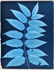 Ramsay Barnes Invasive / Poison : Maryland Invasive and Poisonous plant series Cyantype on handmade paper