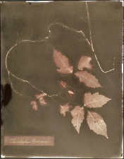 Ramsay Barnes Invasive / Poison : Maryland Invasive and Poisonous plant series Vandyke Print on Handmade paper 