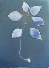 Ramsay Barnes Invasive / Poison : Maryland Invasive and Poisonous plant series Cyanotype on Handmade paper