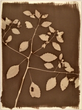 Ramsay Barnes Invasive / Poison : Maryland Invasive and Poisonous plant series Vandyke print on handmade paper