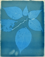 Ramsay Barnes Invasive / Poison : Maryland Invasive and Poisonous plant series Cyanotype on hamdmade paper 