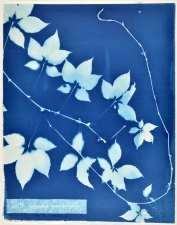Ramsay Barnes Invasive / Poison : Maryland Invasive and Poisonous plant series Cyanotype on handmade paper