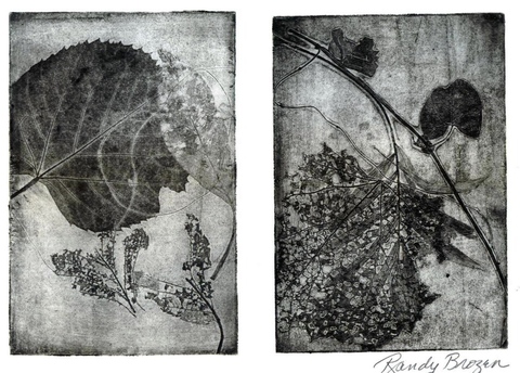 Randy Brozen      Artist and Educator Etchings and Linos etching of leaves, handmade paper
