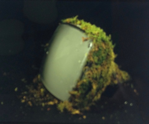 Randy Brozen      Artist and Educator Moss, nature, and hand-made paper monitor, moss