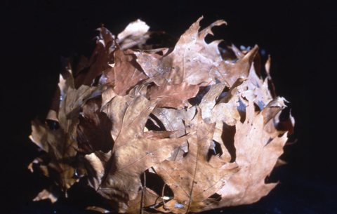 Randy Brozen      Artist and Educator Moss, nature, and hand-made paper oak leaves, willor reed