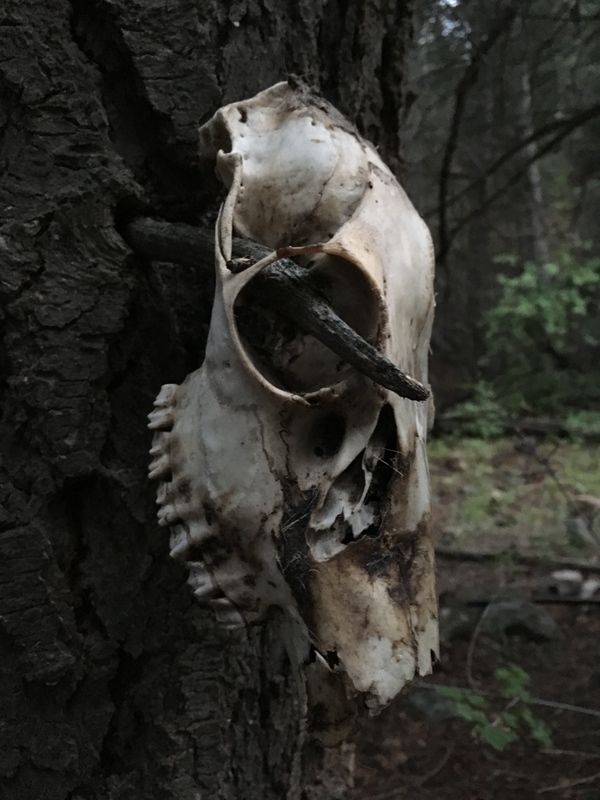 skull on a tree