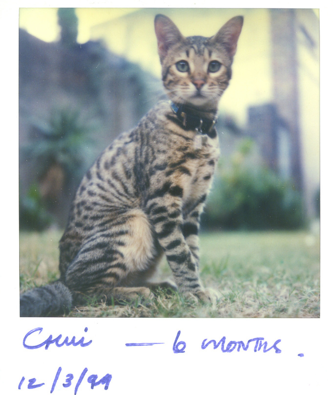 RICHARD MARK DOBSON 90's SX70's 