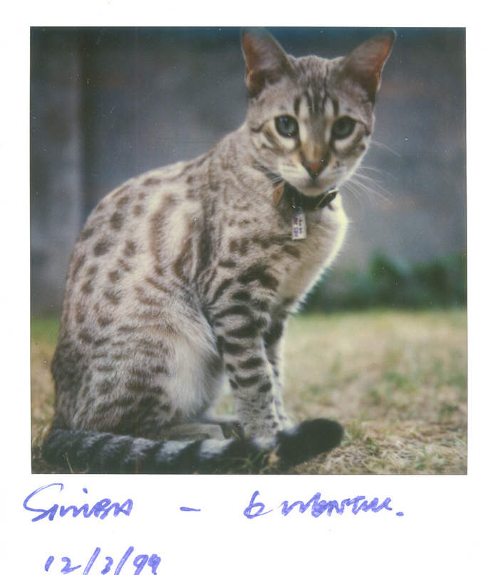 RICHARD MARK DOBSON 90's SX70's 