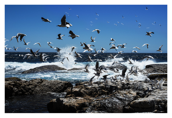RICHARD MARK DOBSON The Gulls & Bathers 