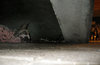  Soi Dogs 