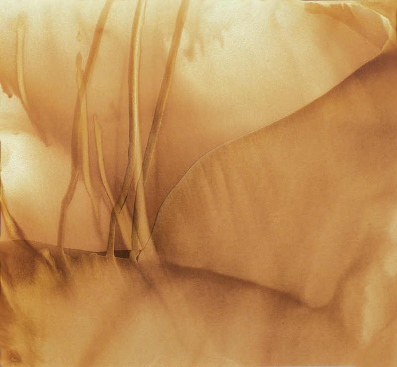 Rose Frisenda Photo Chemical Paintings selected 10"x11"