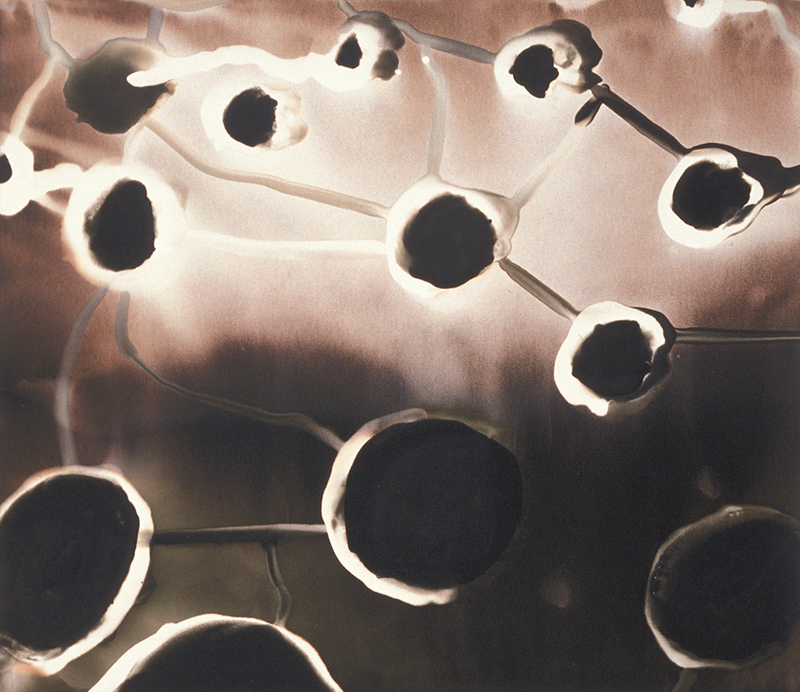 Rose Frisenda Photo Chemical Paintings selected 10.25"x11.75"