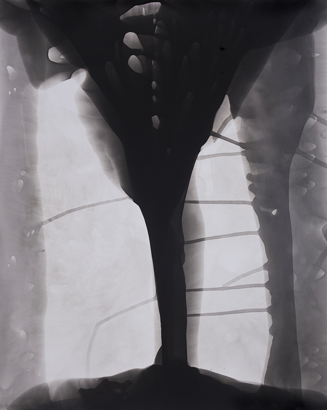 Rose Frisenda Photo Chemical Paintings selected 