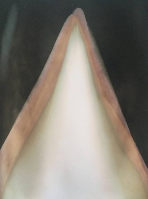 Rose Frisenda Photo Chemical Paintings selected Unique photo chemical painting on Kodak Bromide paper