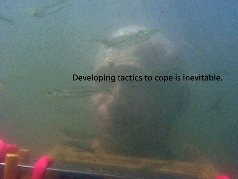 Staying Calm Under Duress (video capture) contingency video
