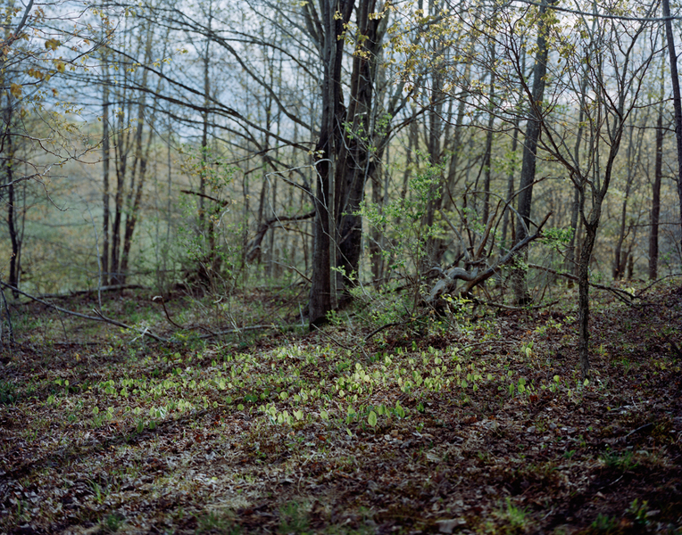 Sarah Pfohl The forest rests also in you (2012-ongoing) 