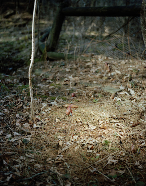 Sarah Pfohl The forest rests also in you (2012-ongoing) 