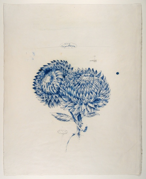 SCOTT KELLEY  BIOGRAPHY  Ink on paper