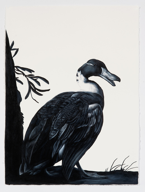 Shelley Reed Fauna oil on paper