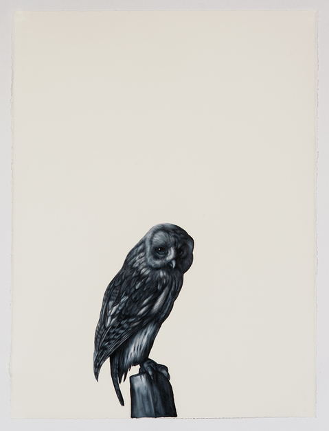 Shelley Reed Fauna oil on paper