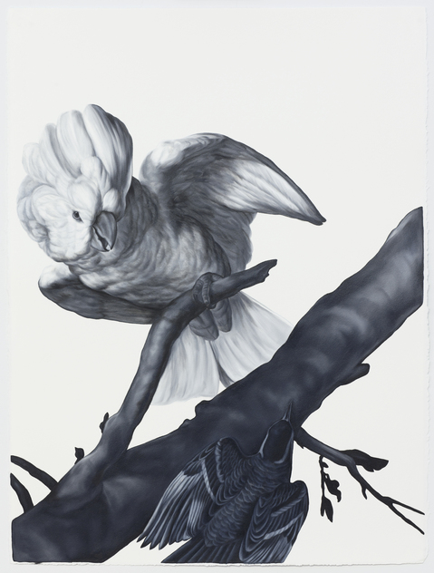 Shelley Reed Fauna oil on paper