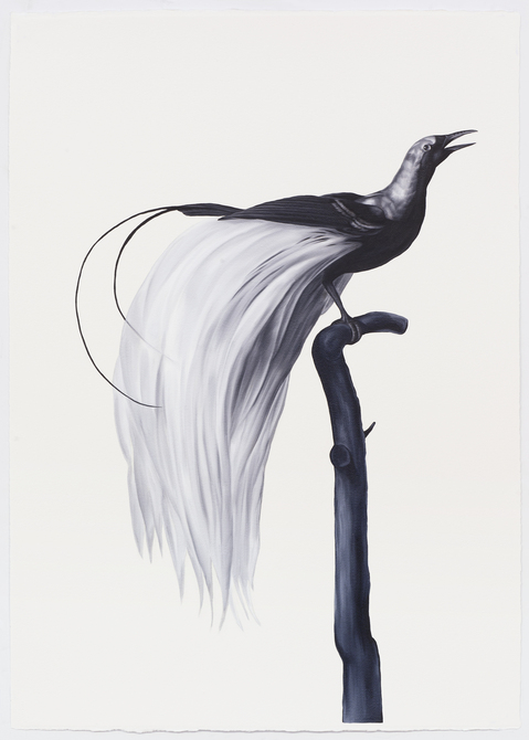 Shelley Reed Fauna oil on paper