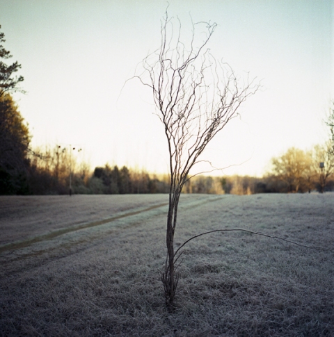 Winter tree, Oxford, Mississippi  