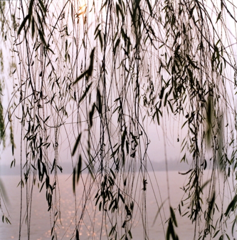 Willow branches, Hangzhou, China 