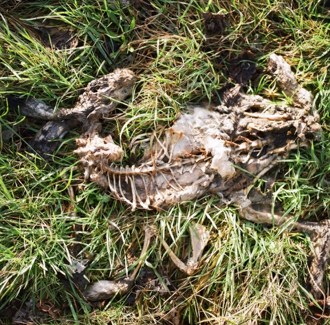 Dead rabbit, Ameland, The Netherlands