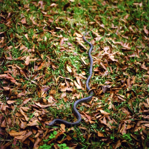 King Snake, Oxford, Mississippi