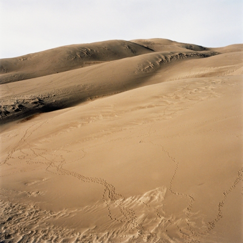 Tracks, Great Sand Dunes National Park, Saguache, Colorado