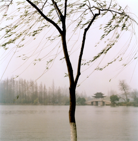 Willow, Hangzhou, China
