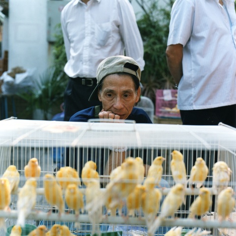 Bird Seller in Yuen Po Bird Garden, Mong Kok 