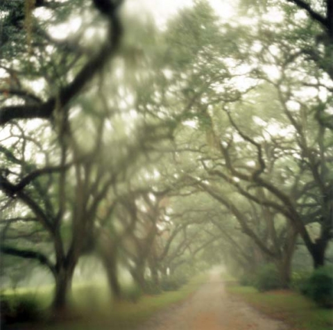 Oaks in rain, St. Francisville, Louisiana