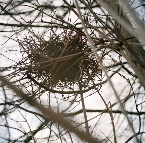 Nest, Vondelpark, Amsterdam 
