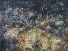 Carousel artwork image 1031