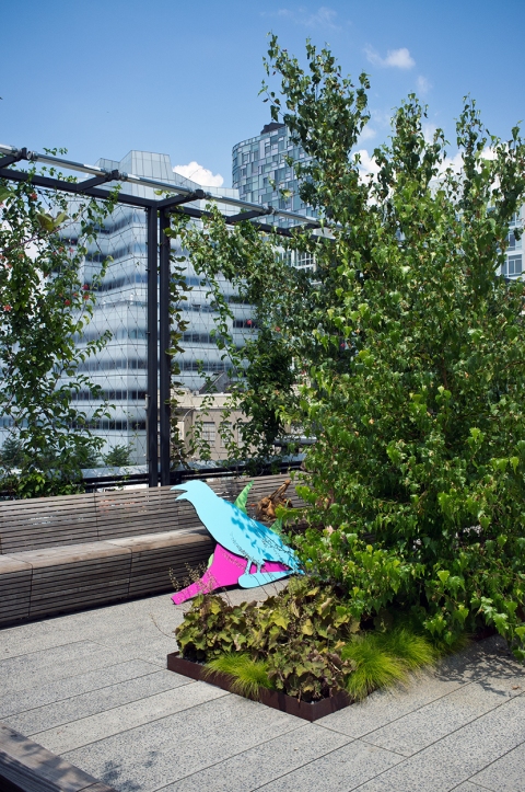 High Line Birds The Daily Drip