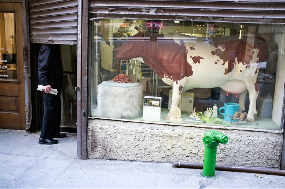 Cow on West 29th Street The Daily Drip