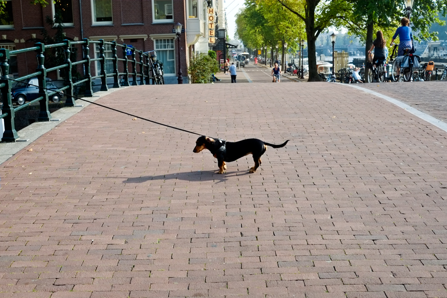 Reluctant Dog, Amsterdam The Daily Drip
