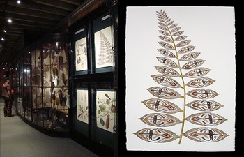 Curious Nature of Objects, Pitt Rivers Museum, Oxford, UK (2010-12)