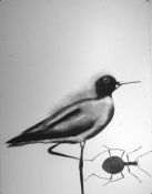 S U E   J O H N S O N Bird History Drawings (1992-93) 