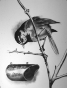 S U E   J O H N S O N Bird History Drawings (1992-93) 