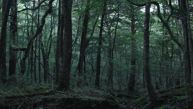 Summer McCorkle Aokigahara 