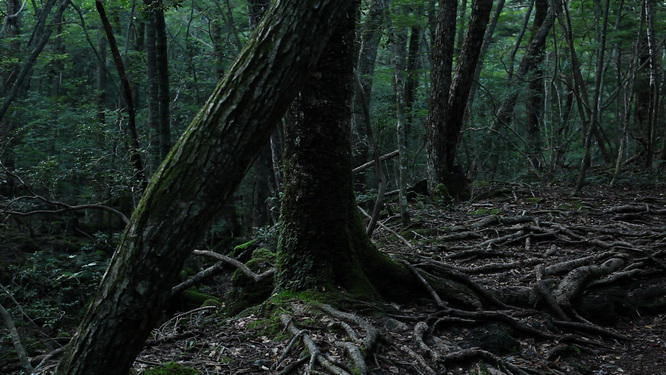Summer McCorkle Aokigahara 