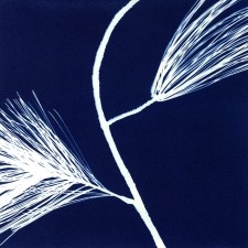 Susanna Beltrandi Image Gallery 2 Cyanotype Print
